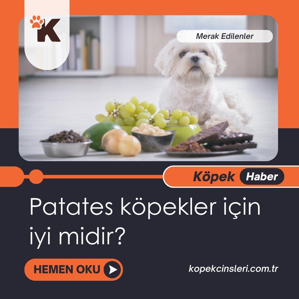 Patates Köpekler İçin İyi Midir?