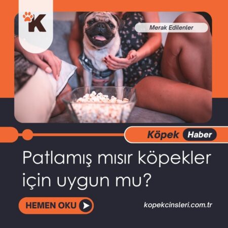 Patlamış Mısır Köpekler İçin Uygun Mu?