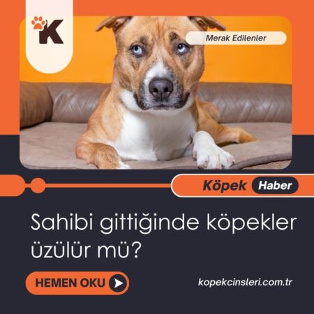 Sahibi Gittiğinde Köpekler Üzülür Mü?