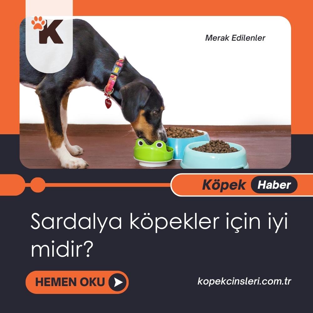 Sardalya Köpekler İçin İyi Midir?