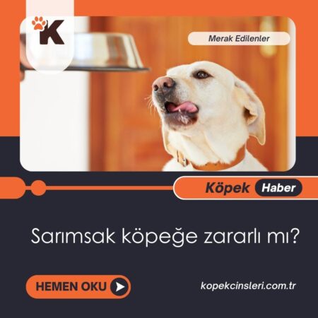 Sarımsak Köpeğe Zararlı Mı?