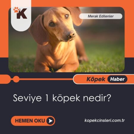 Seviye 1 Köpek Nedir?