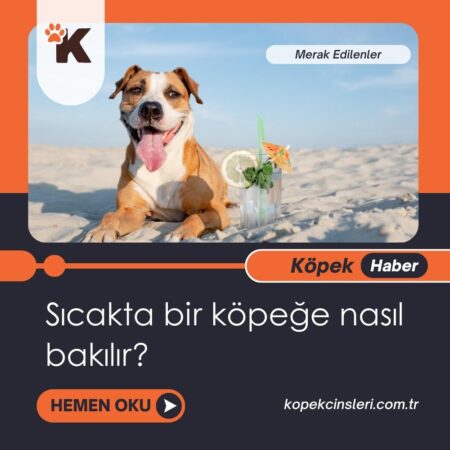 Sıcakta Bir Köpeğe Nasıl Bakılır?