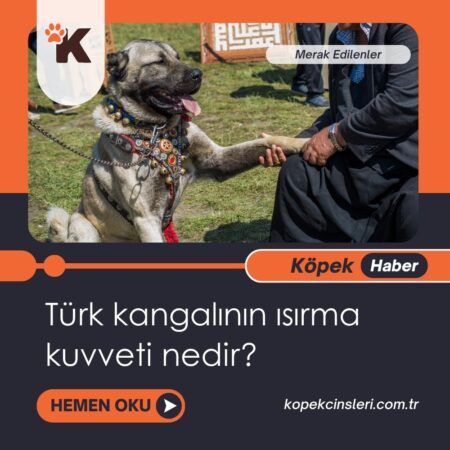 Türk Kangalının ısırma kuvveti nedir?