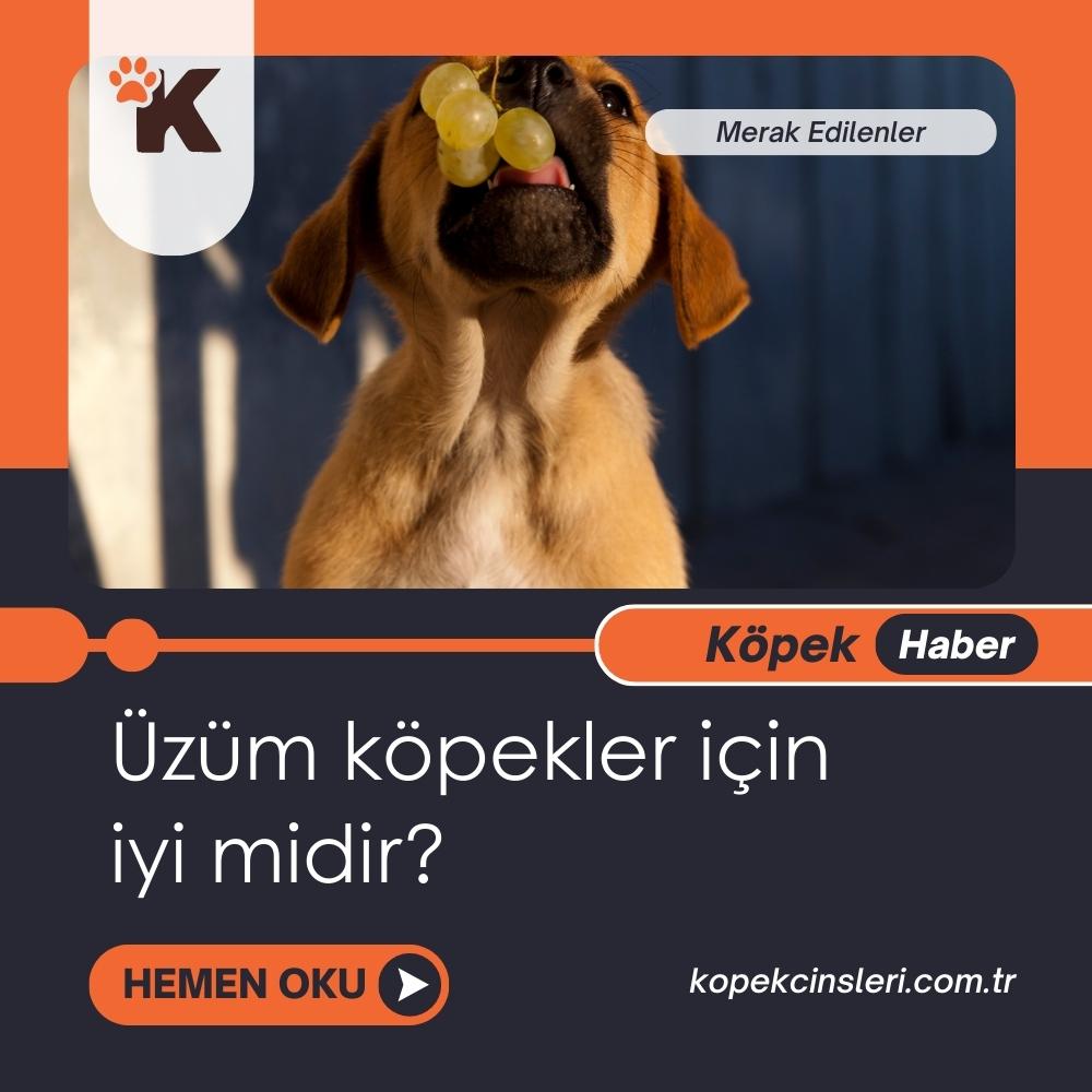 Üzüm Köpekler İçin İyi Midir?