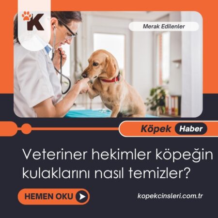 Veteriner Hekimler Köpeğin Kulaklarını Nasıl Temizler?