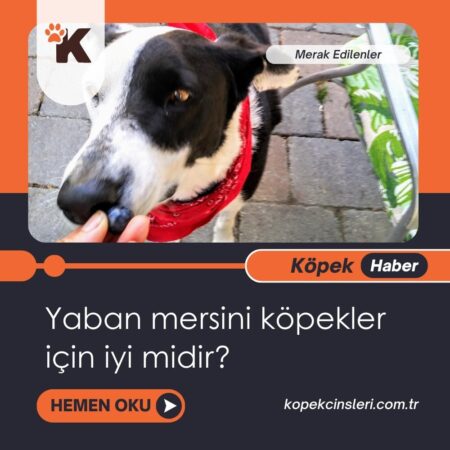 Yaban Mersini Köpekler İçin İyi Midir?