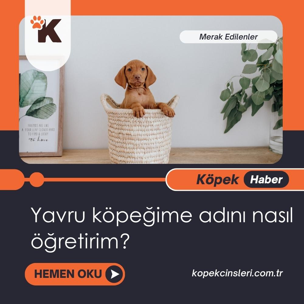 Yavru Köpeğime Adını Nasıl Öğretirim?