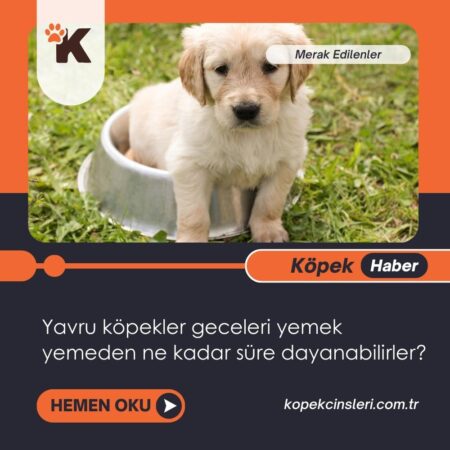 Yavru Köpekler Geceleri Yemek Yemeden Ne Kadar Süre Dayanabilirler?