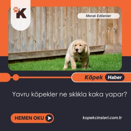 Yavru Köpekler Ne Sıklıkla Kaka Yapar?