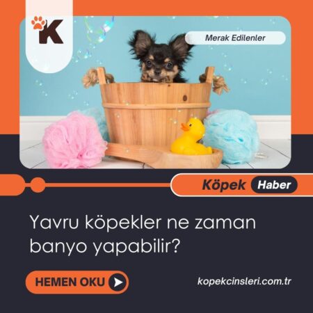 Yavru Köpekler Ne Zaman Banyo Yapabilir?