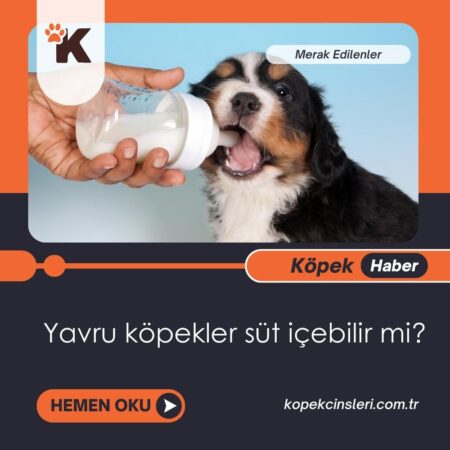 Yavru Köpekler Süt İçebilir Mi?