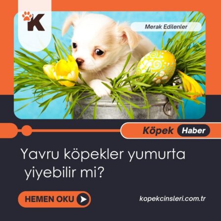 Yavru Köpekler Yumurta Yiyebilir Mi?