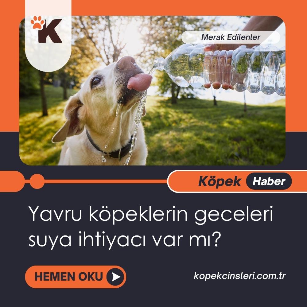 Yavru Köpeklerin Geceleri Suya İhtiyacı Var Mı?