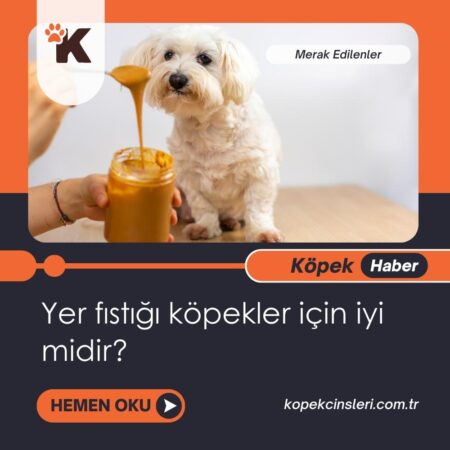 Yer Fıstığı Köpekler İçin İyi Midir?