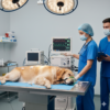 Köpeklerde Anestezi Riskleri ve Hazırlık